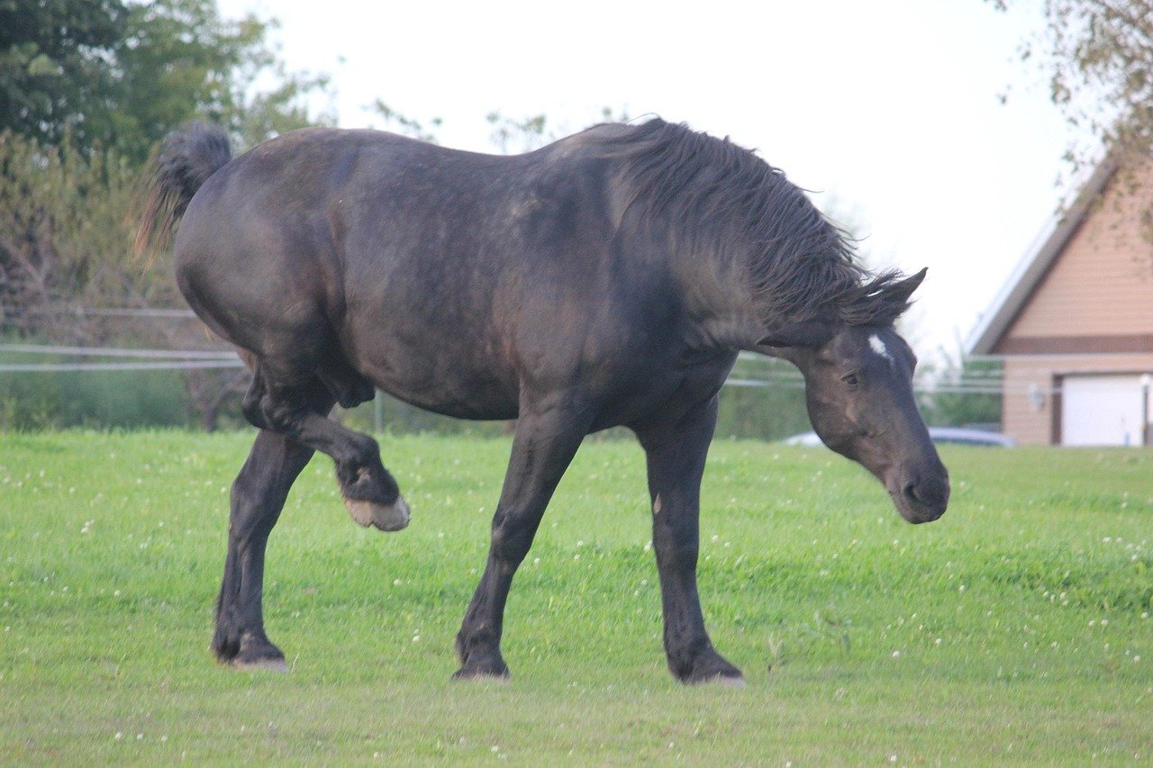 Percheron: The Versatile Black Workhorse (image credits: pixabay)