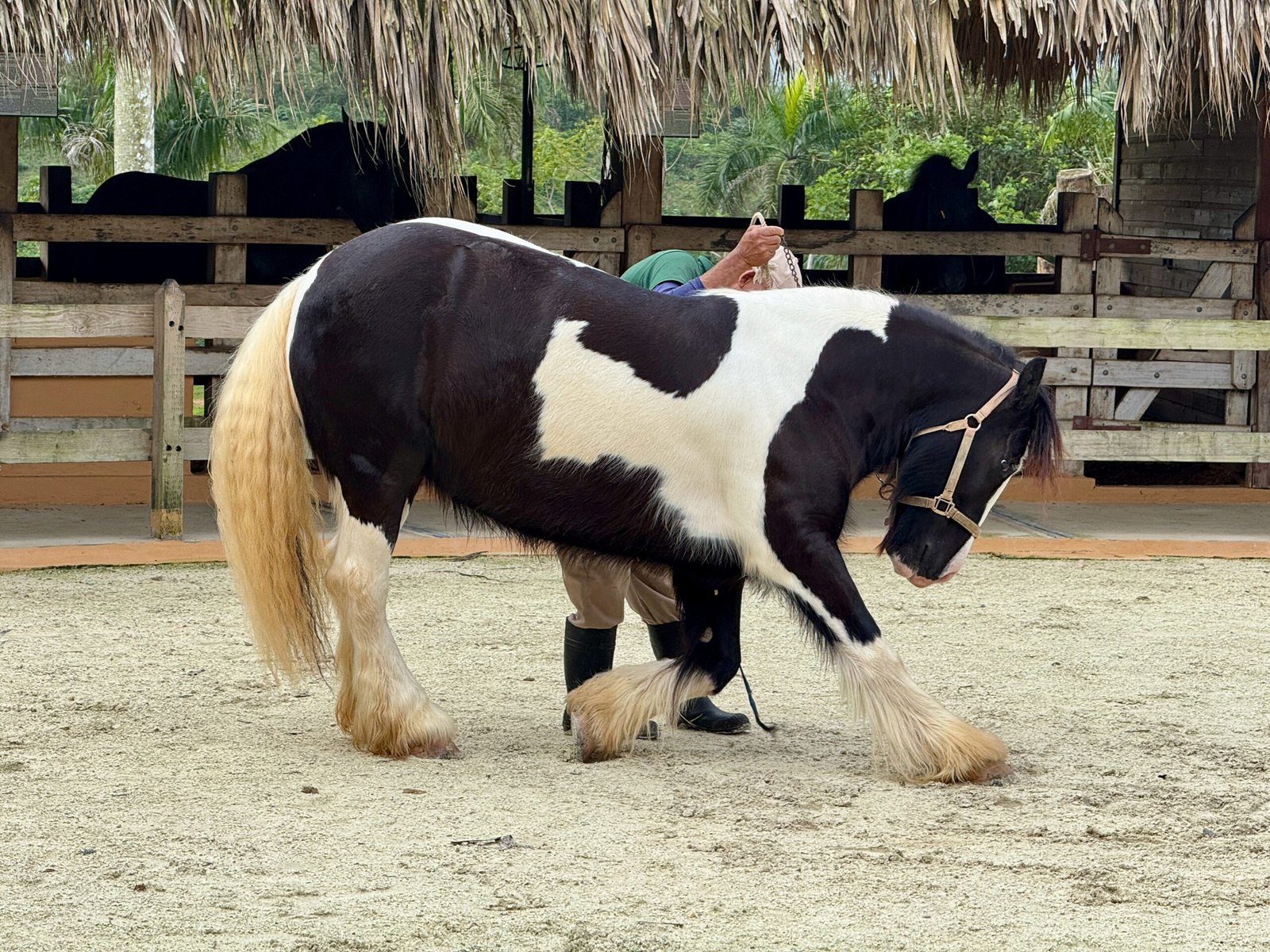 8 Stunning White Horse Breeds (And 5 That Stand Out in Black)