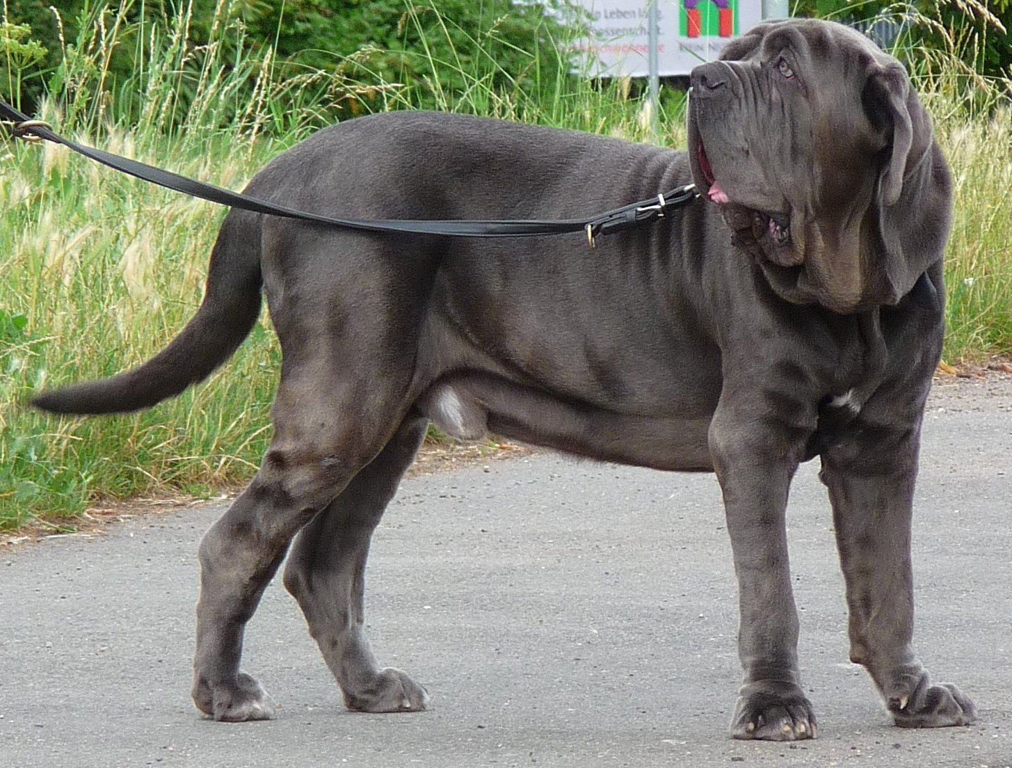 The Magnificent Neapolitan Mastiff (image credits: wikimedia)