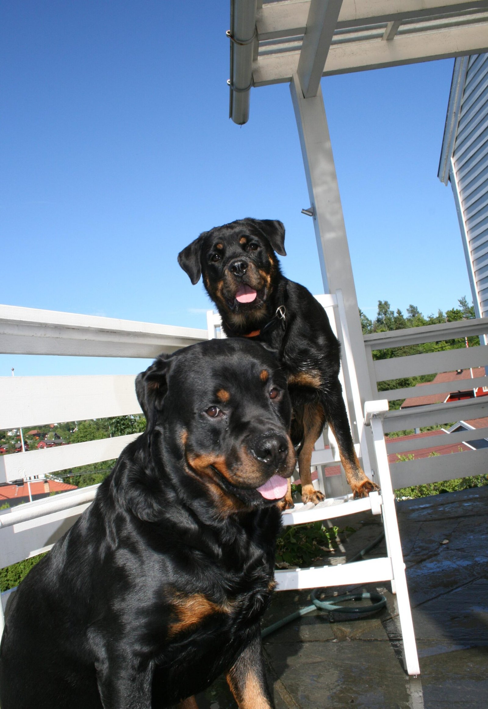 Can Be Territorial (image credits: wikimedia)