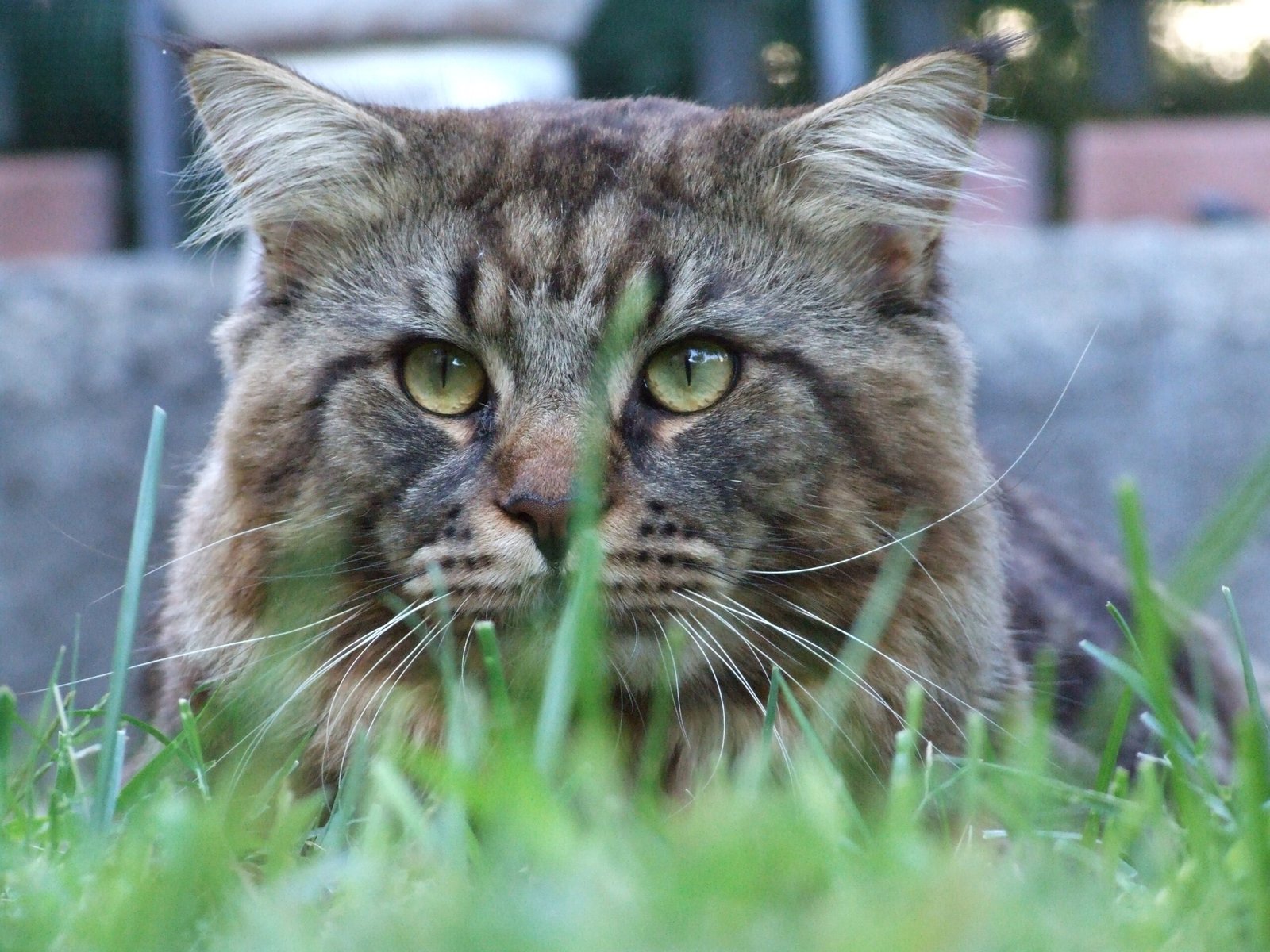 Great with Kids and Other Pets (image credits: wikimedia)
