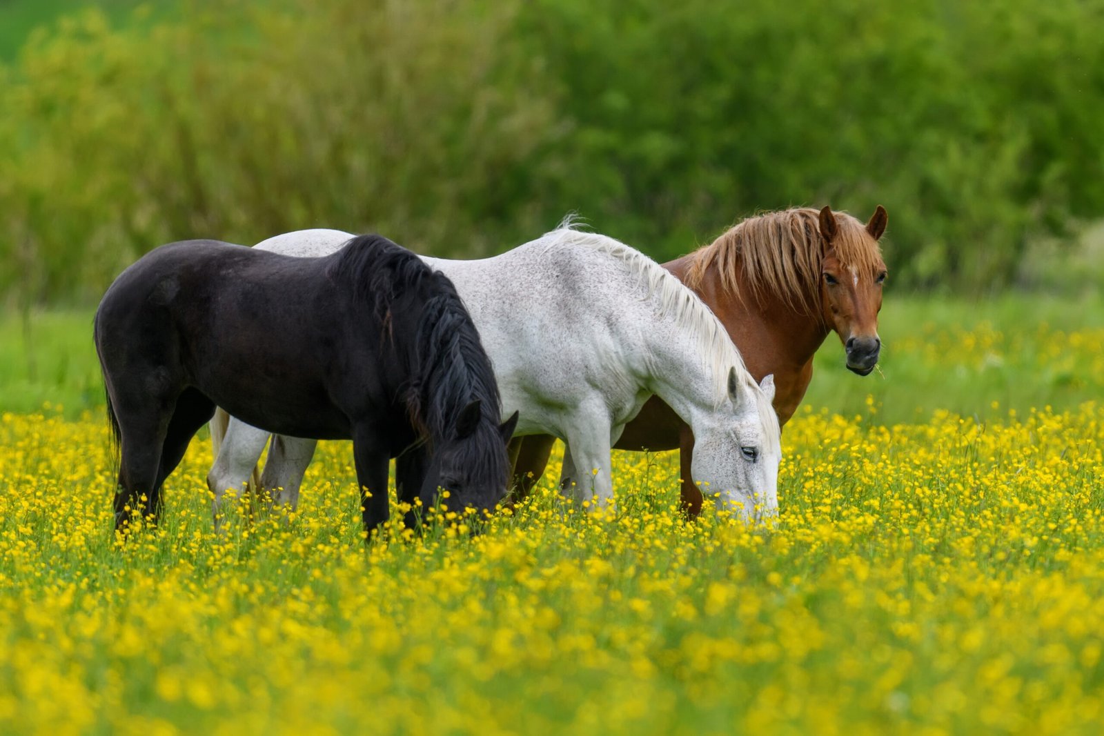 A Rainbow of Coats: Horse Colors and Patterns (image credits: wikimedia)