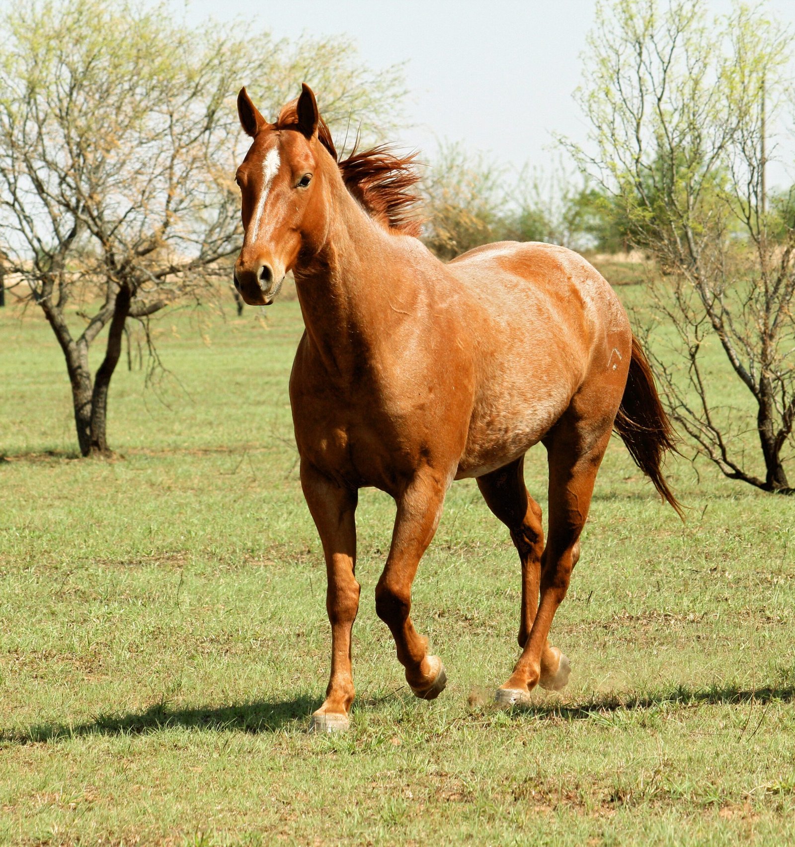 The Unique Communication of Horses (image credits: wikimedia)