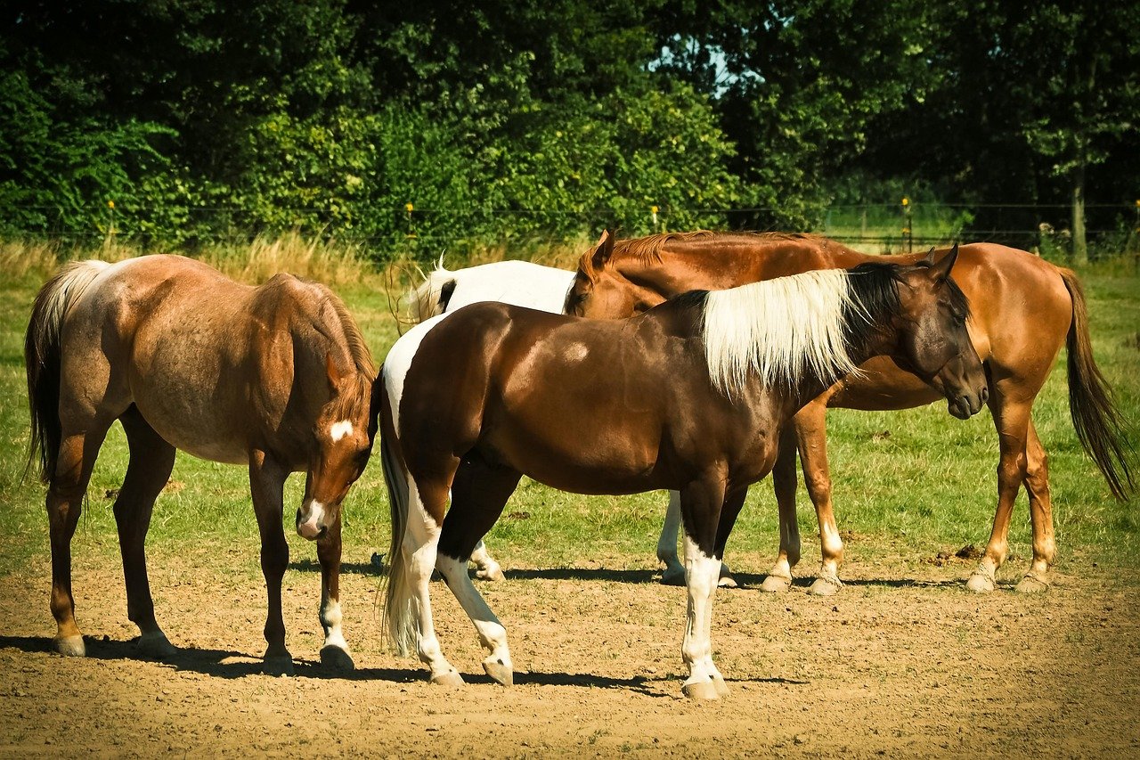 The Social Nature of Horses (image credits: pixabay)