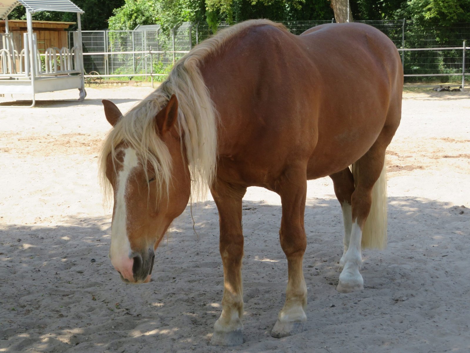 The Fascinating Sleep Habits of Horses (image credits: wikimedia)