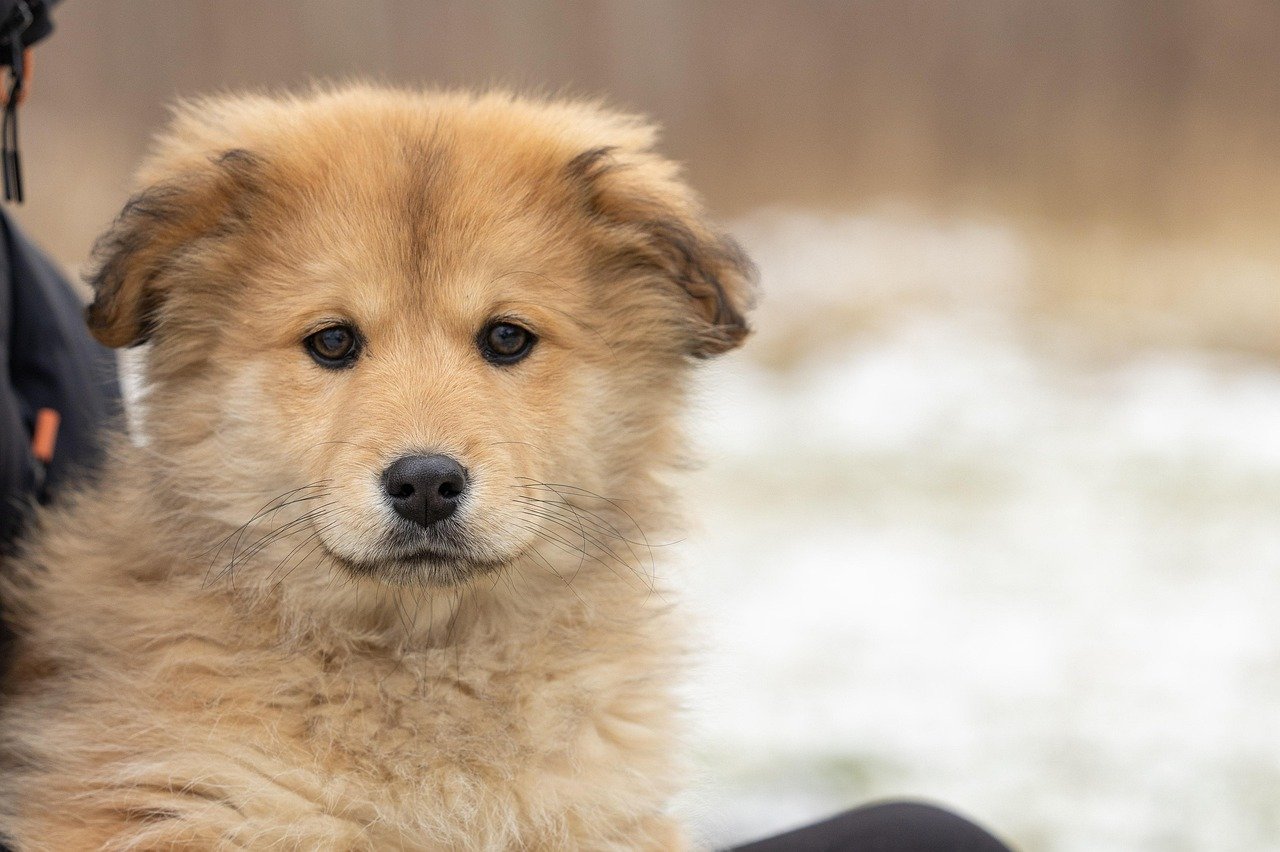 Visit Shelters and Breeders (image credits: pixabay)