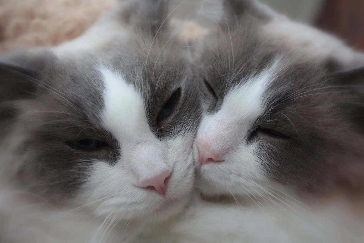 Show Them Love and Affection (image credits: pixabay)
