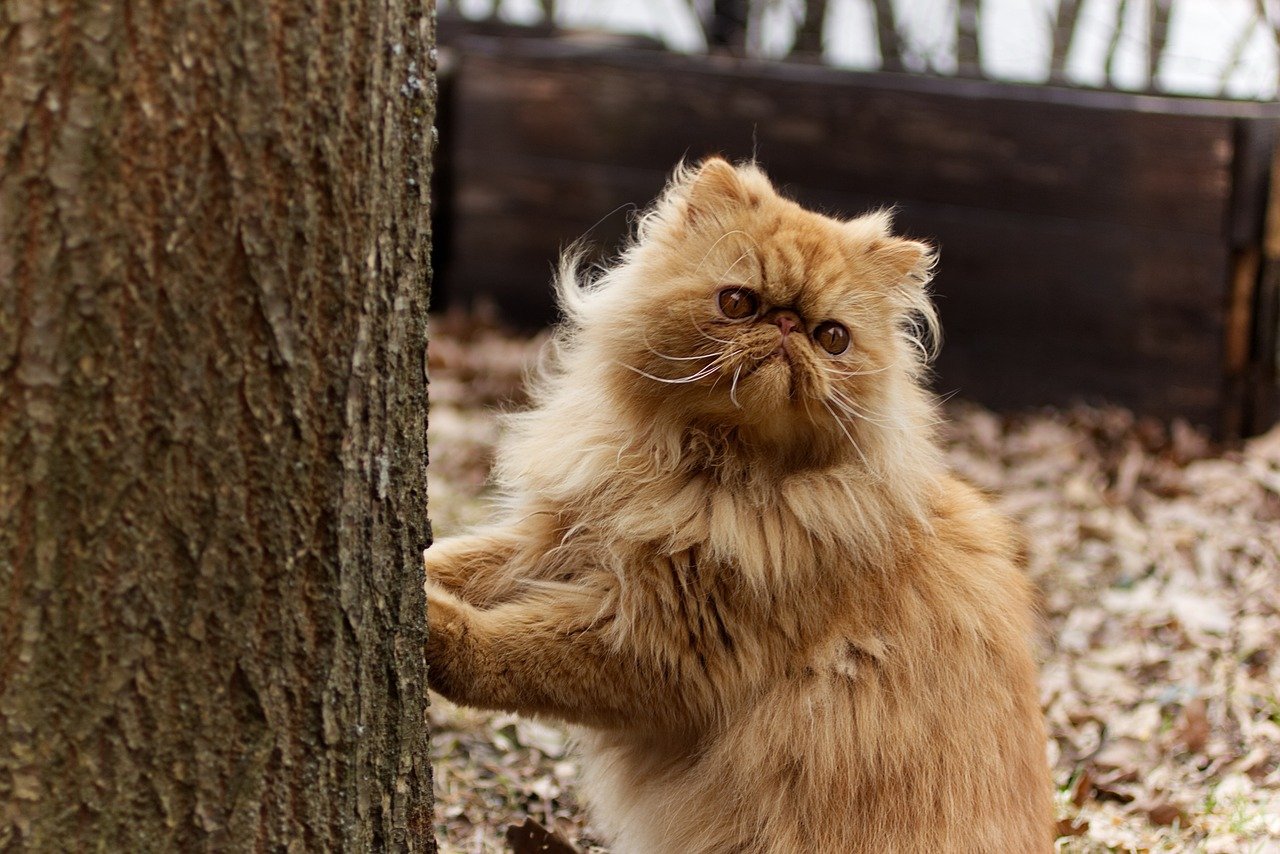 Persians: The Aristocrats of the Cat World (image credits: pixabay)