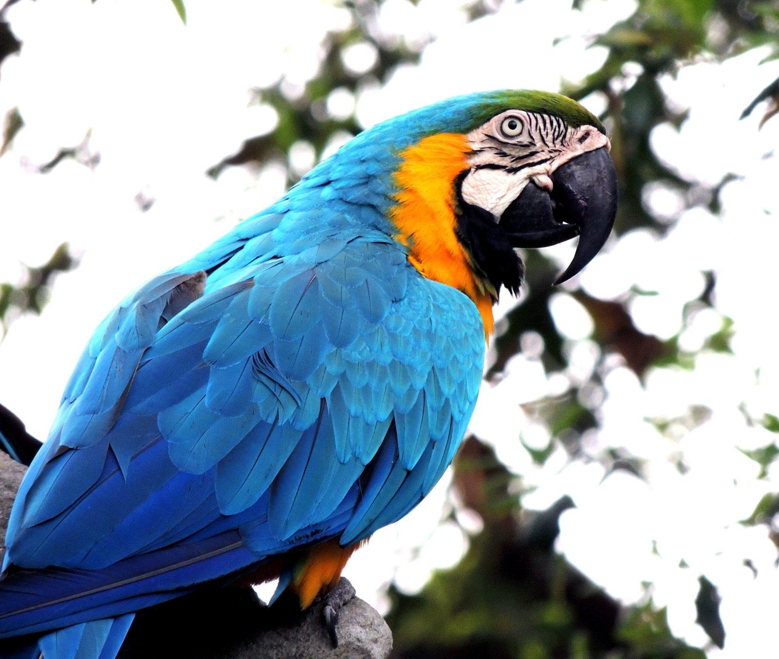 10. Macaws: The Majestic Companions (image credits: wikimedia)