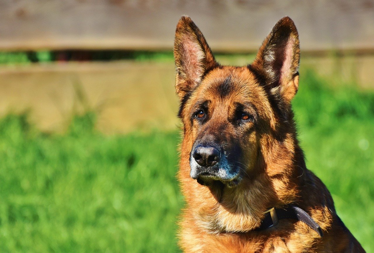 Socialization Challenges (image credits: pixabay)