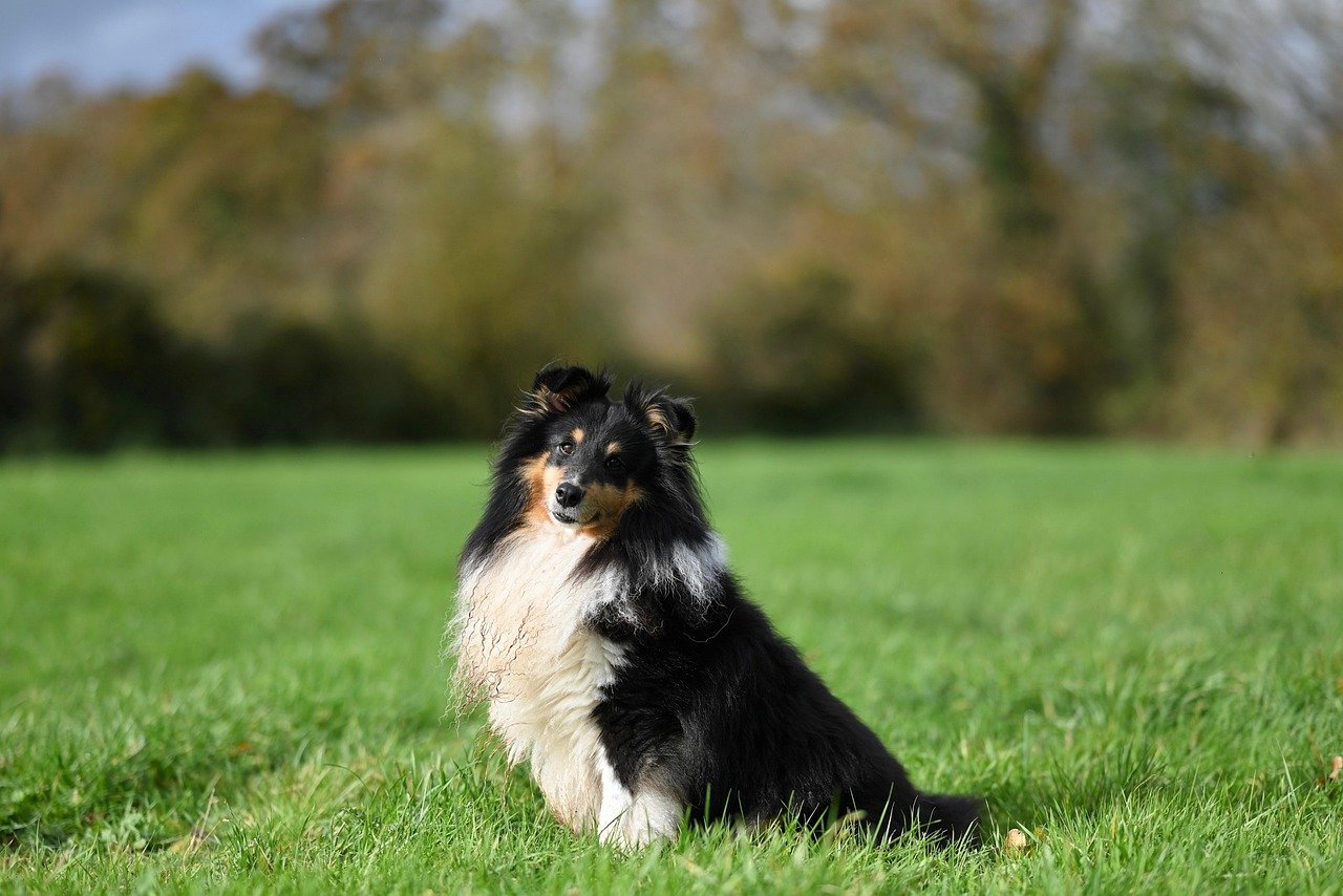 Shetland Sheepdog: The Miniature Herding Prodigy (image credits: pixabay)