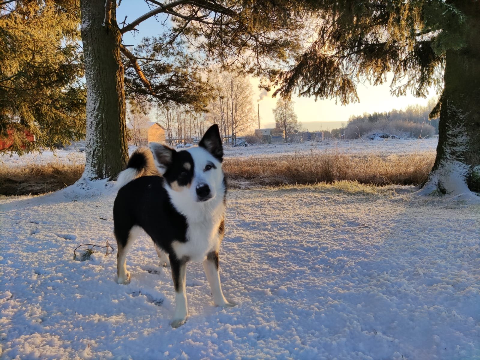 Icelandic Sheepdog: The Nordic Guardian (image credits: wikimedia)