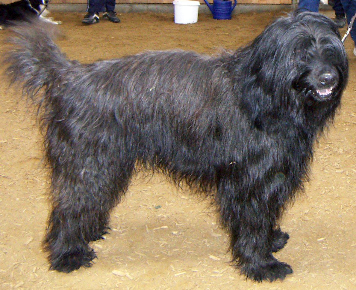 Catalan Sheepdog: The Agile Protector (image credits: wikimedia)