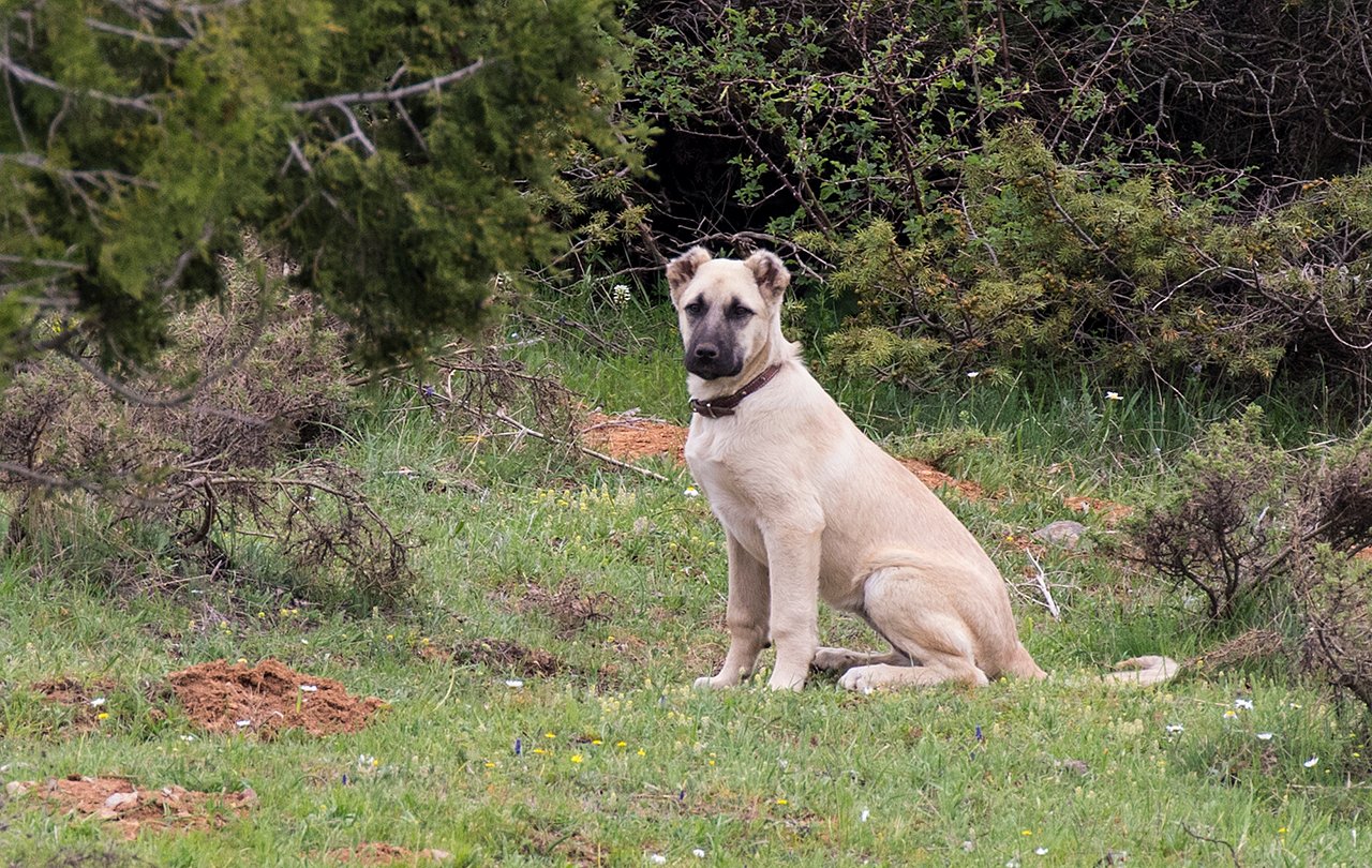 Kangal Shepherd Dog: The Turkish Protector (image credits: wikimedia)