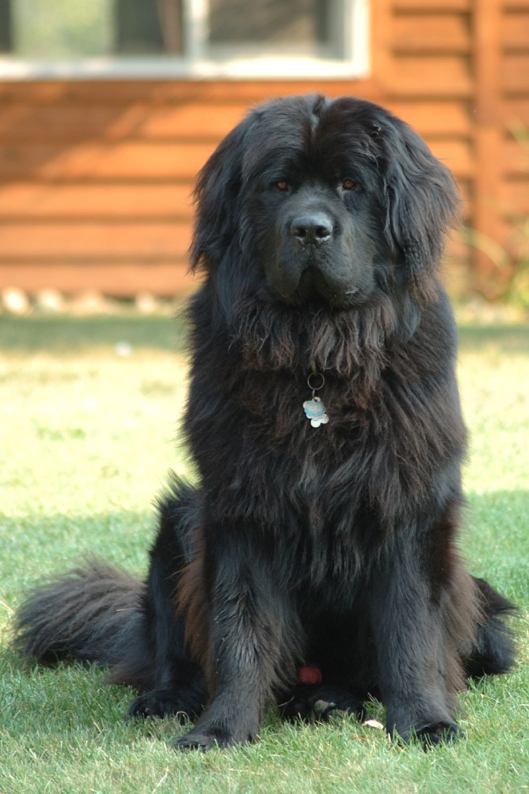 5. The Gentle Black Newfoundland (image credits: wikimedia)