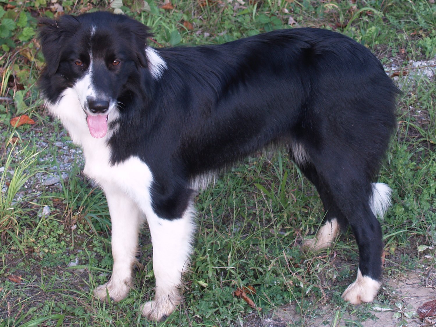 6. The Spirited Black Border Collie (image credits: wikimedia)