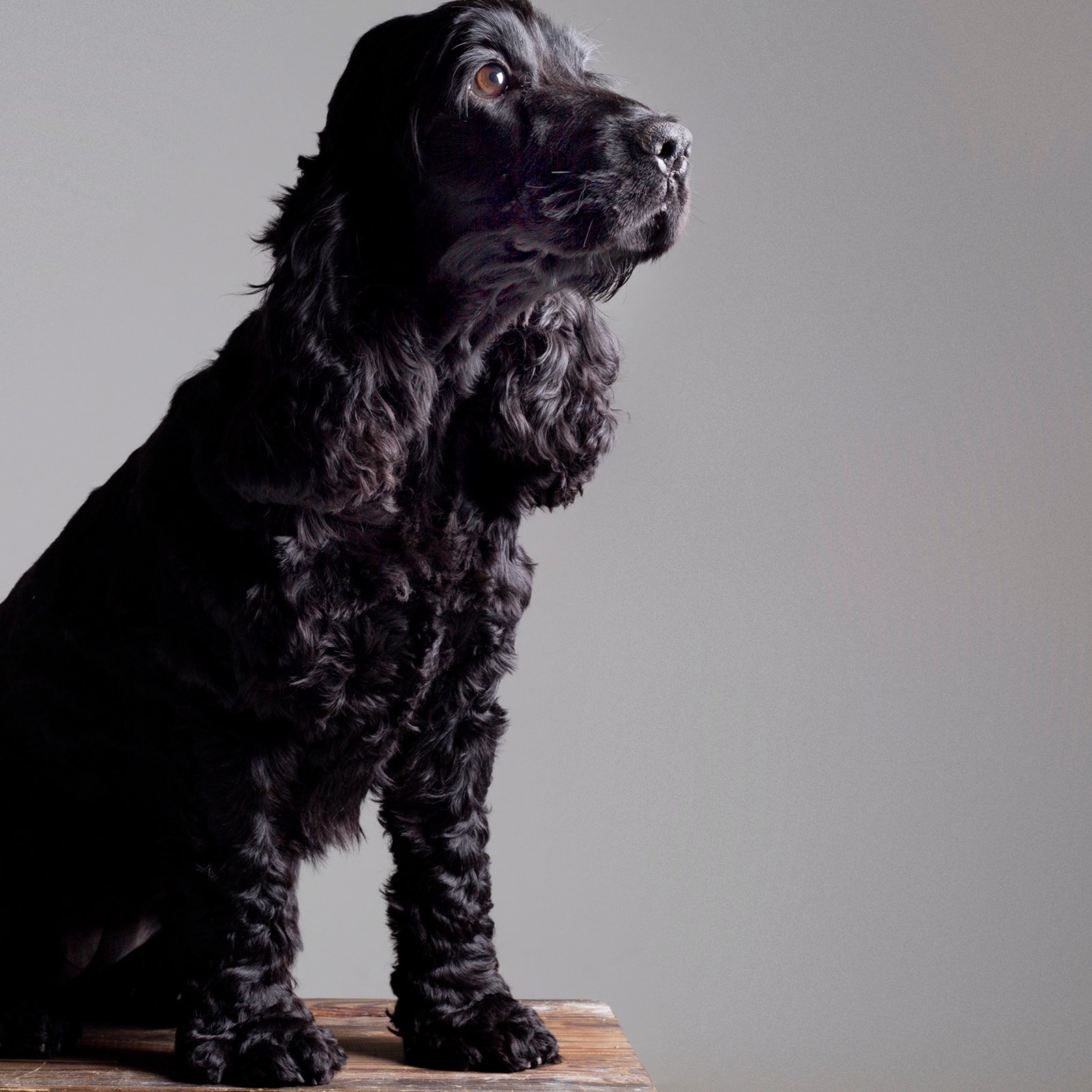 7. The Loving Black Cocker Spaniel (image credits: wikimedia)