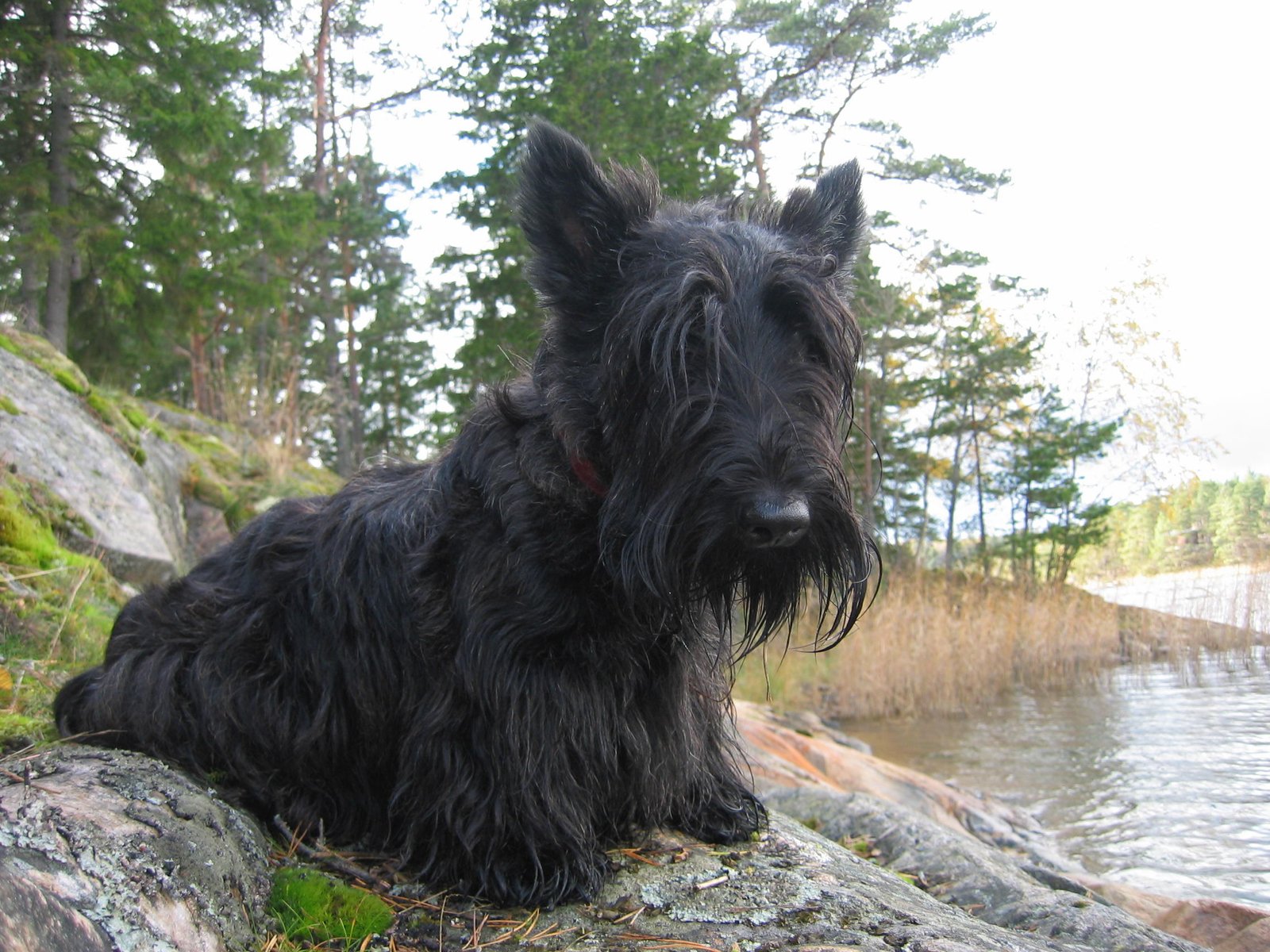 9. The Playful Black Scottish Terrier (image credits: wikimedia)