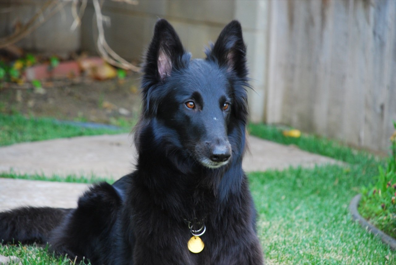 10. Groenendael: The Sleek and Stunning Black Beauty (image credits: wikimedia)