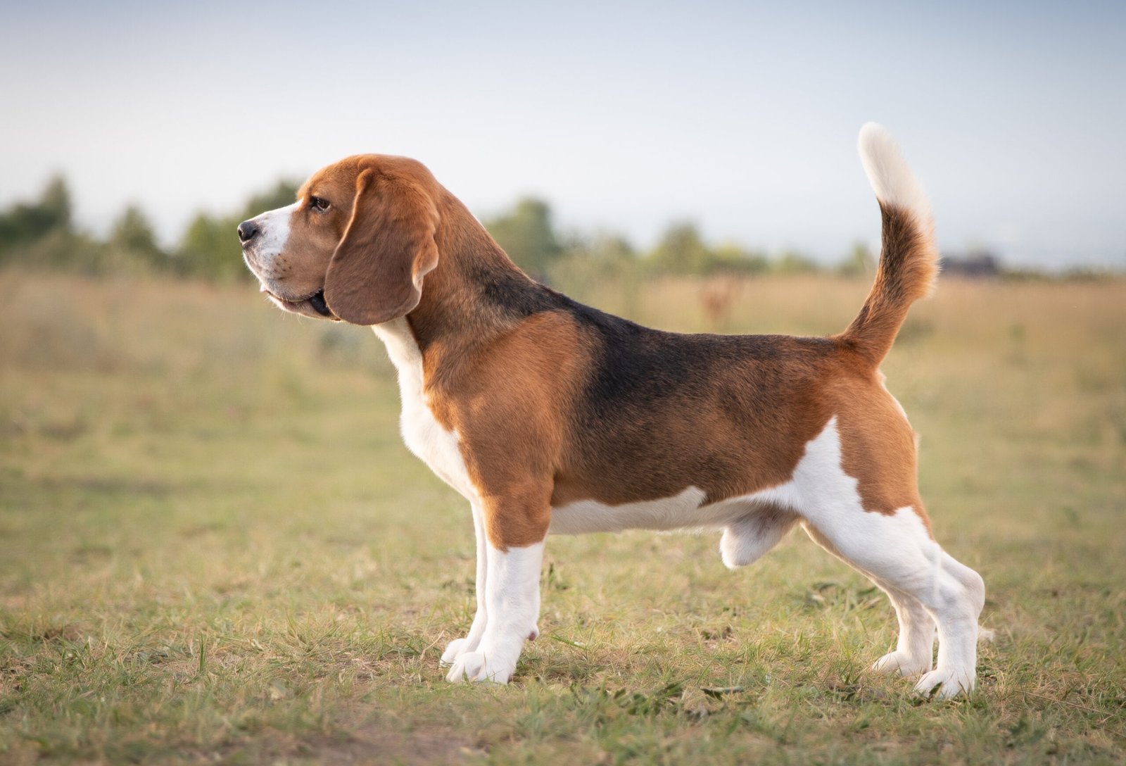 Beagle: The Curious Explorer (image credits: wikimedia)