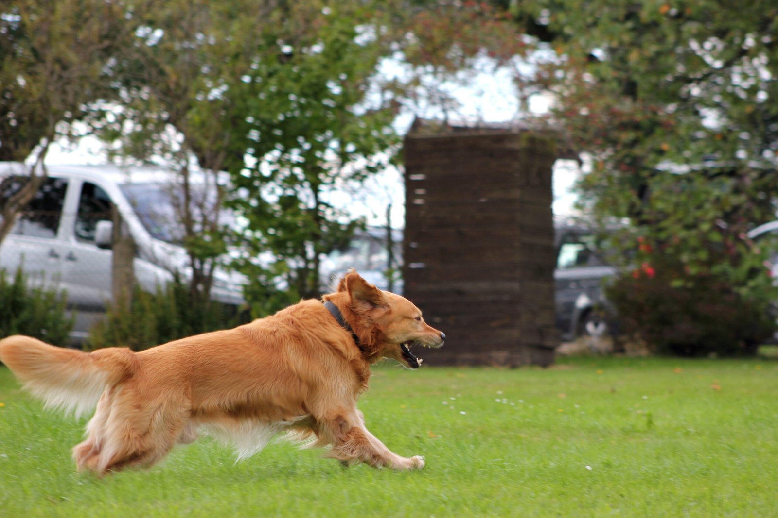 Golden Retriever: The Friendly Athlete (image credits: wikimedia)