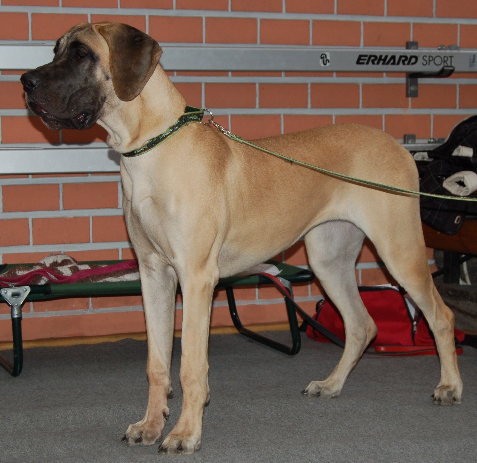 Great Dane: The Gentle Giant (image credits: wikimedia)