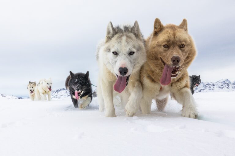 12 Dog Breeds That Match Your Energy and 8 That Clash With It