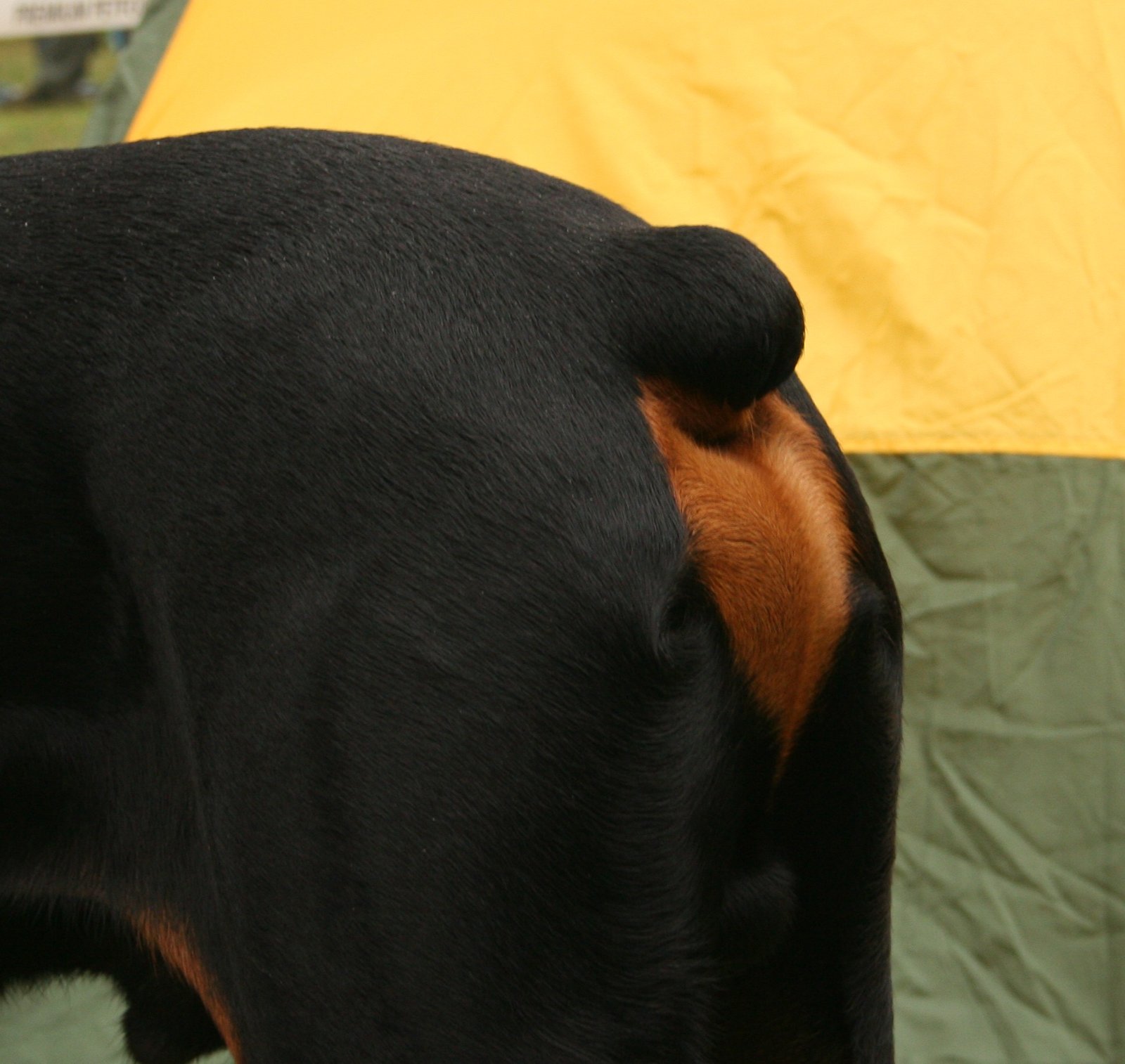 The Historical Roots of Tail Docking and Ear Cropping (image credits: wikimedia)