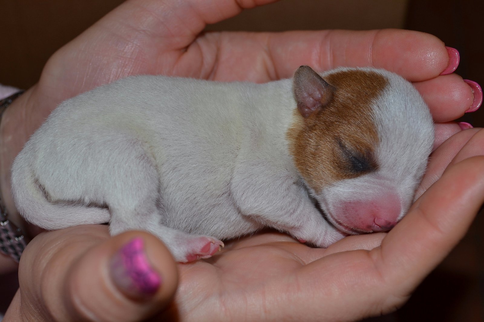 Alternative Approaches to Dog Breeding (image credits: wikimedia)