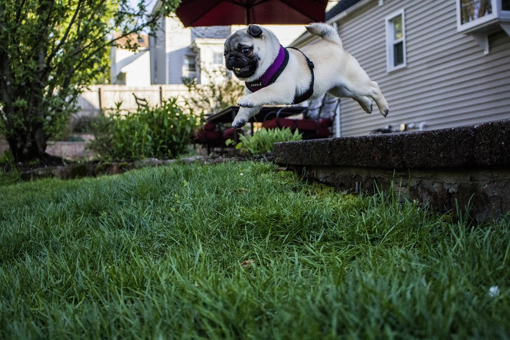 5. Greeting You with Enthusiastic Jumps (image credits: rawpixel)
