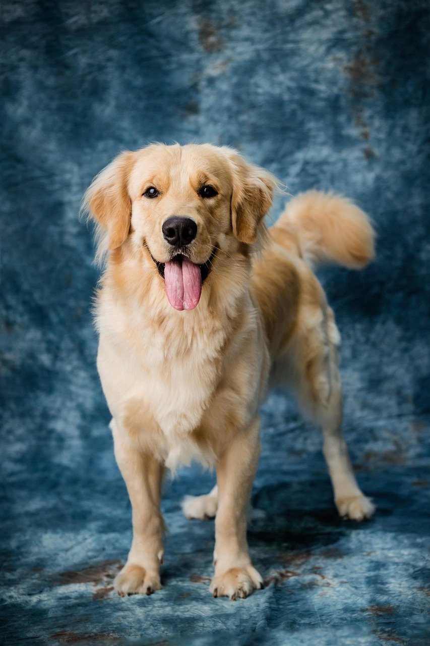 1. Tail Wagging: The Universal Sign of Joy (image credits: pixabay)