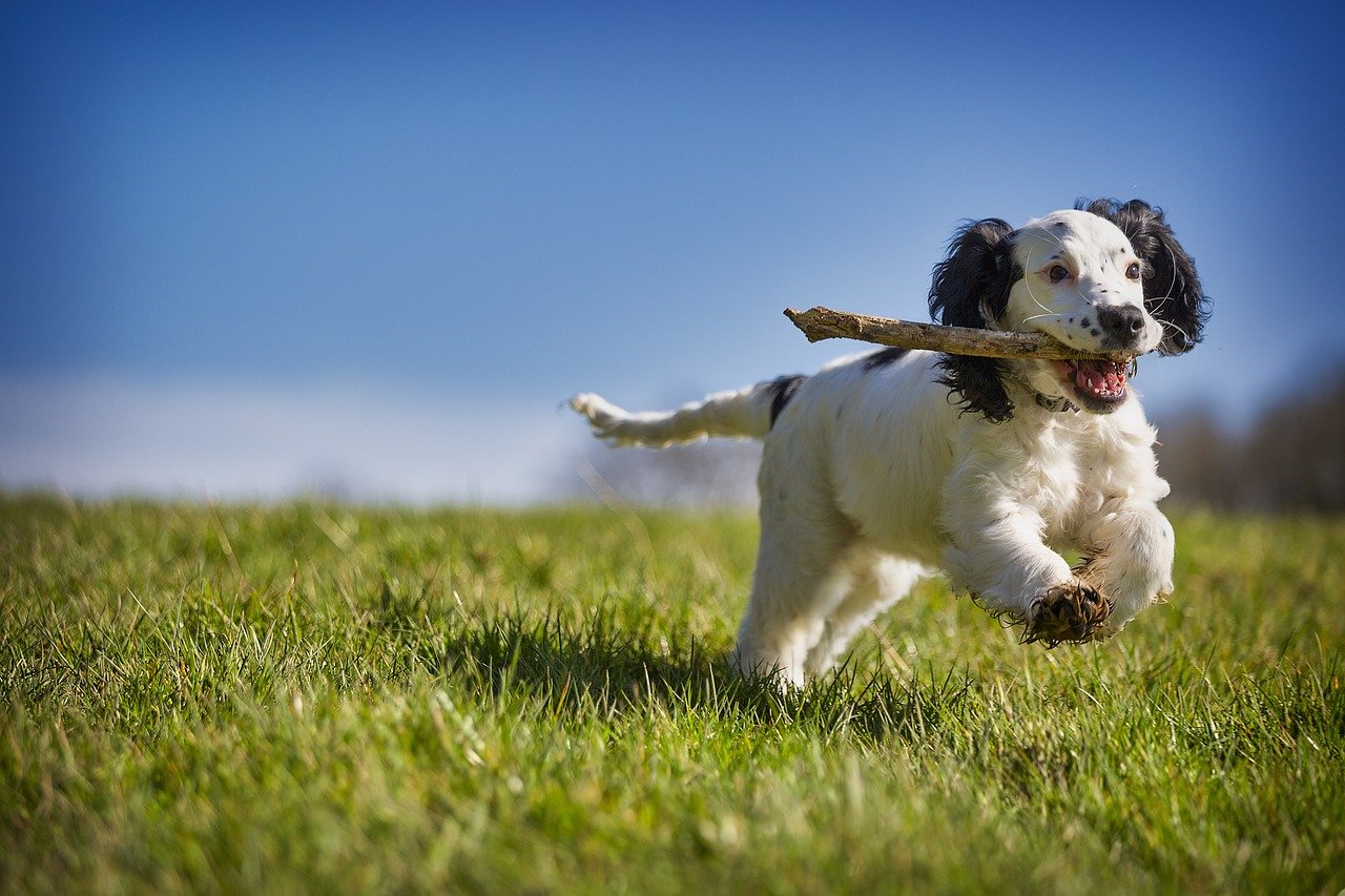 1. The Enthusiastic Fetcher (image credits: pixabay)