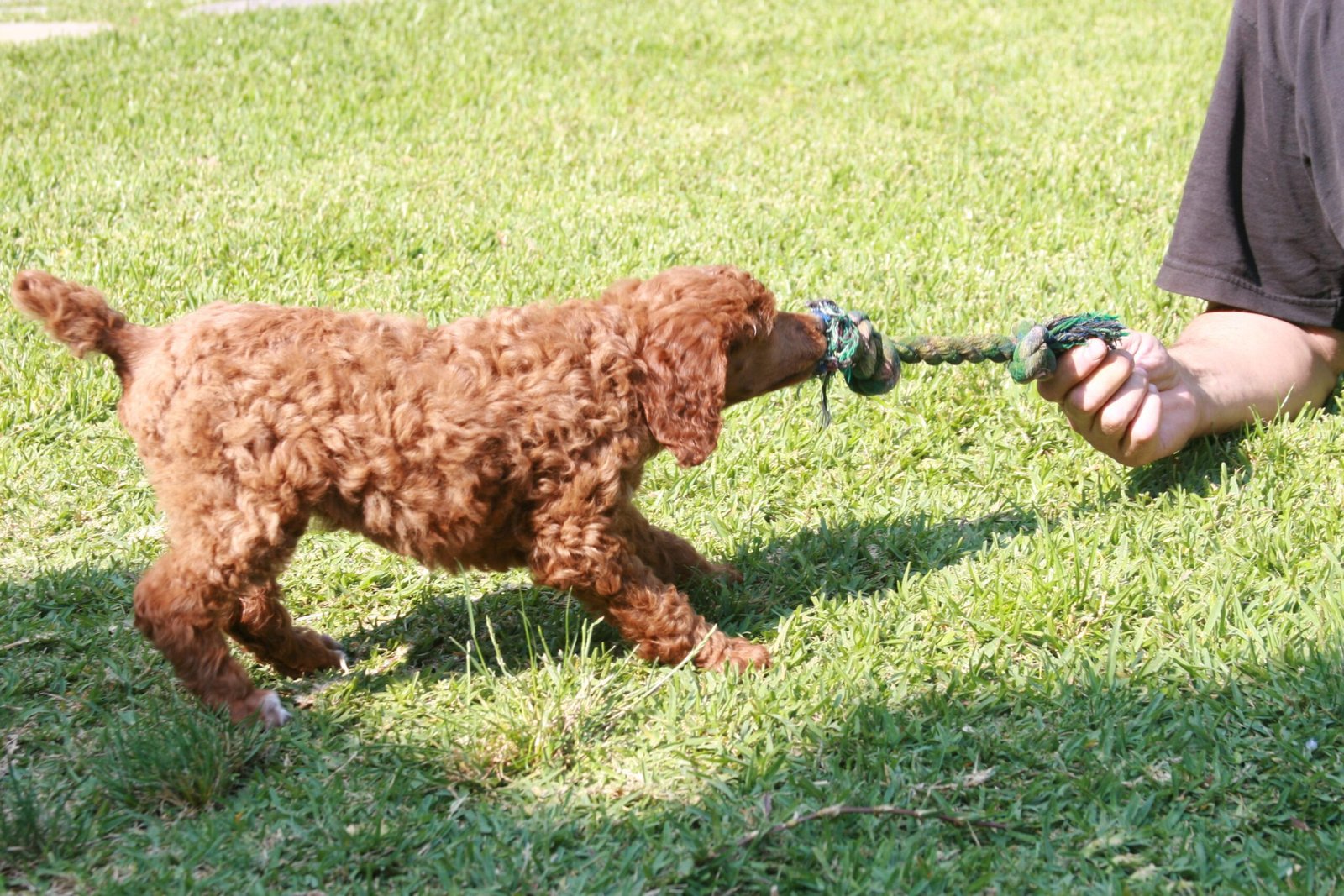 10 Ways Your Dog’s Character Shines Through in Playtime