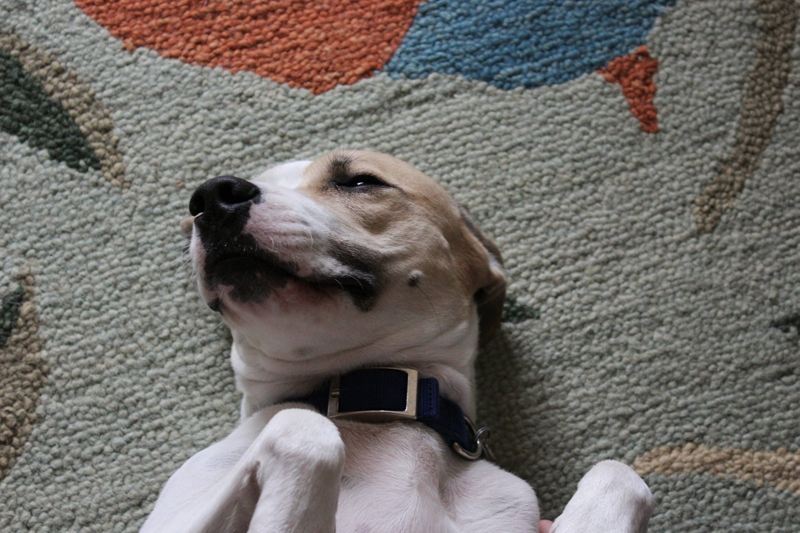 Rolling Over for Belly Rubs (image credits: wikimedia)