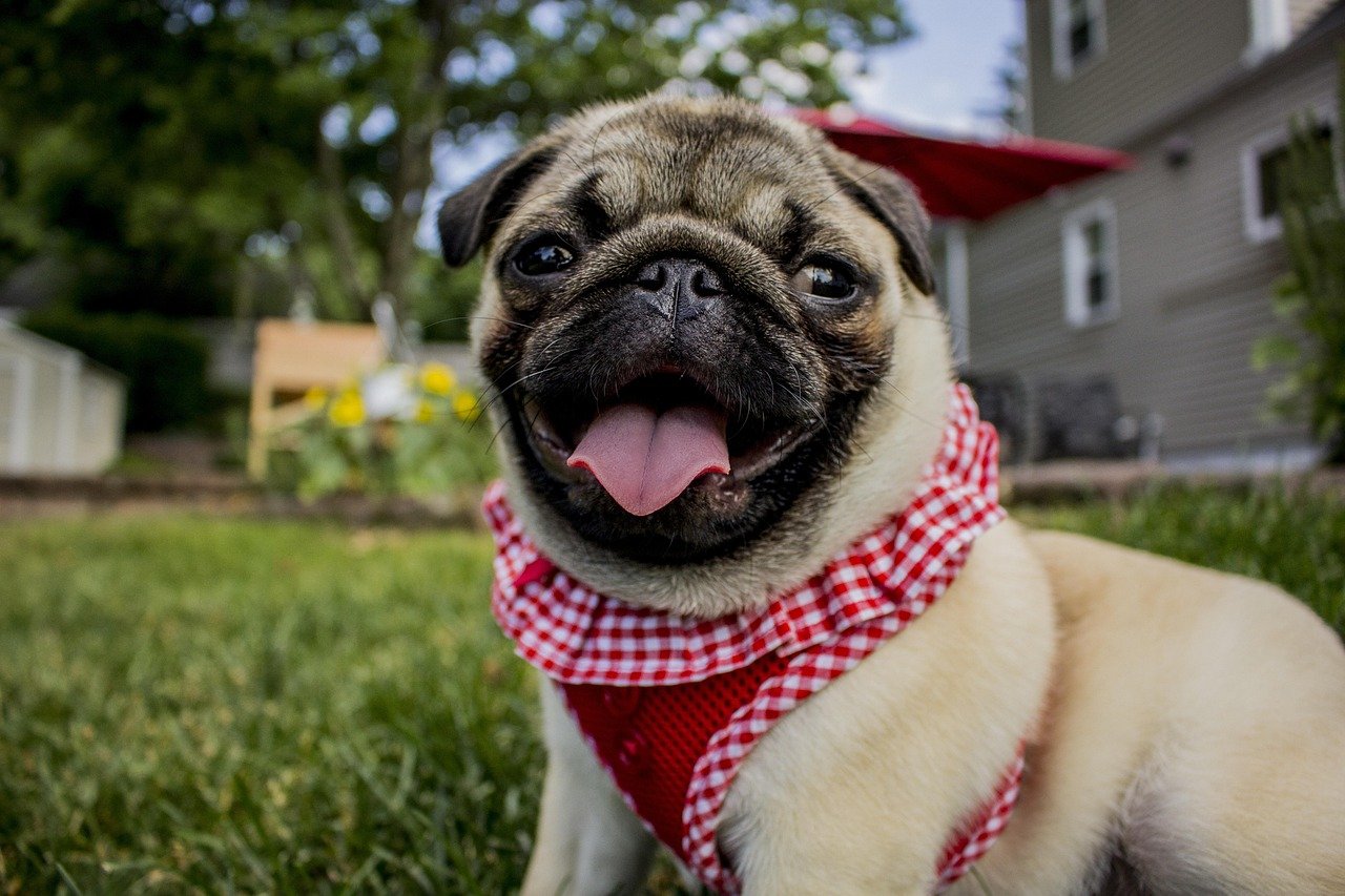 6. The Comical Expressions (image credits: pixabay)