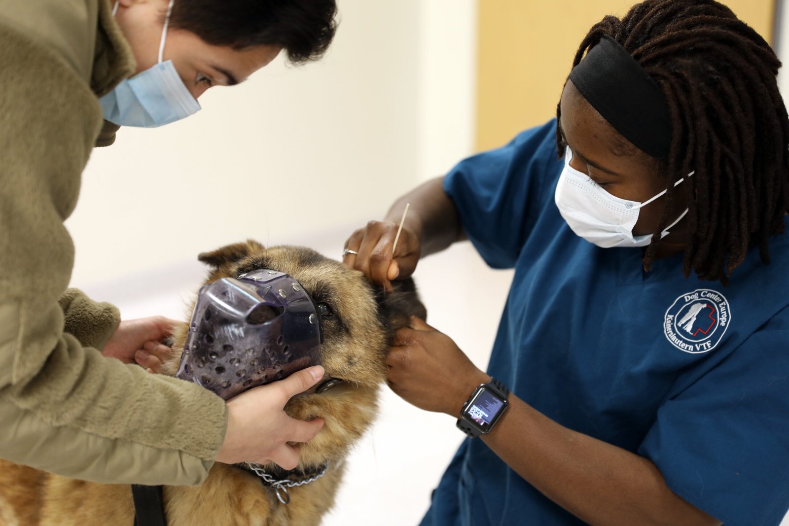 Checking the Ears: Guard Against Infections (image credits: wikimedia)