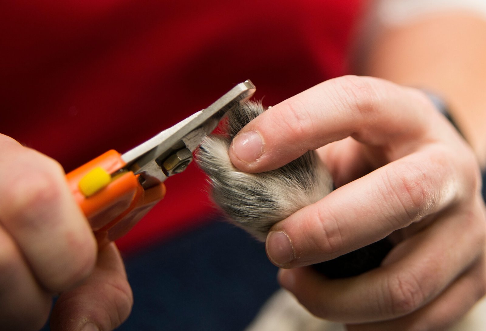 Trimming the Nails: A Step Towards Comfort (image credits: wikimedia)