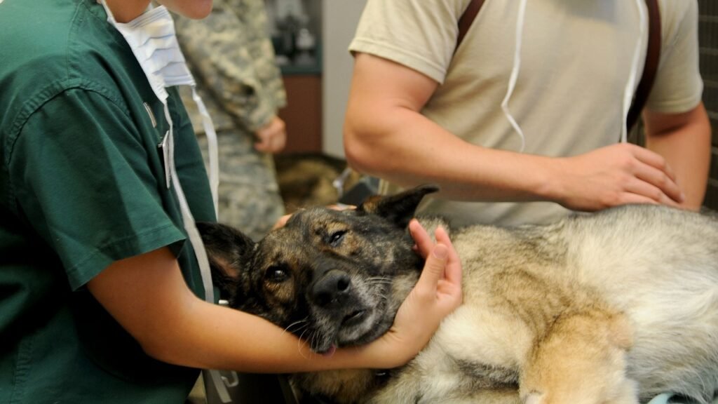 vet check