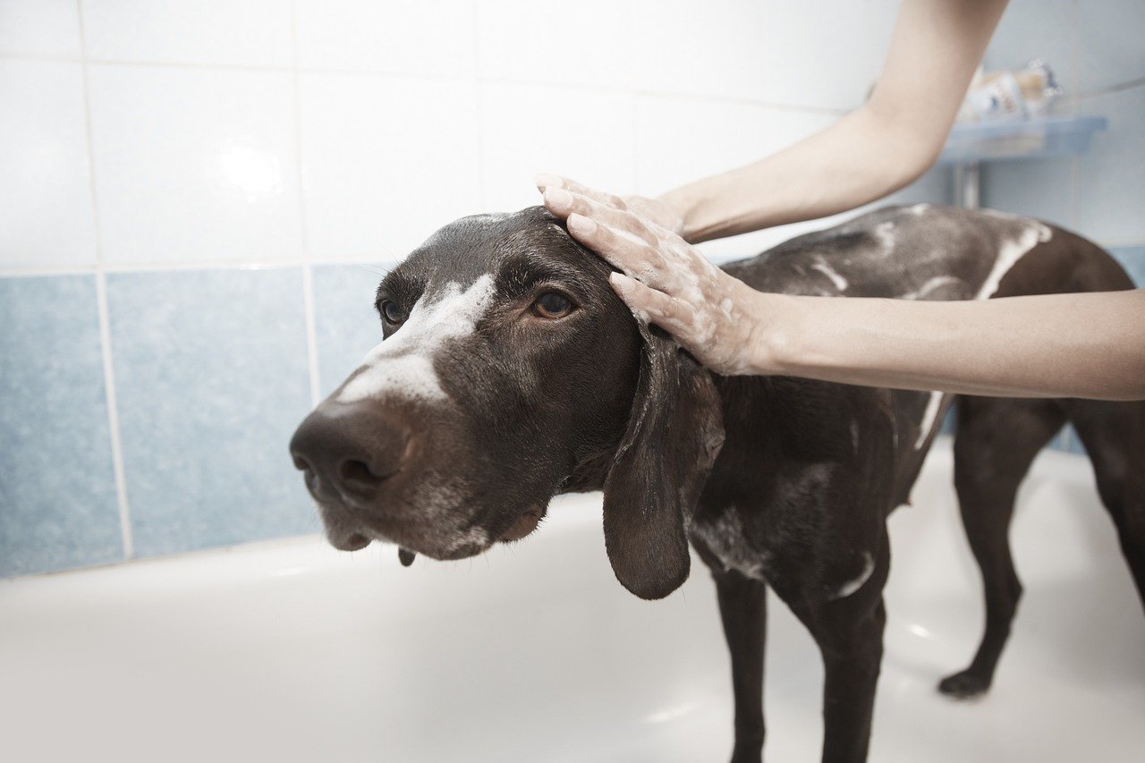 Bathing: Not Too Often, Not Too Rarely (image credits: pixabay)
