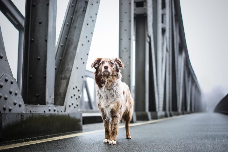 What’s the Hardest Part of Owning a Dog—And How Do You Cope?