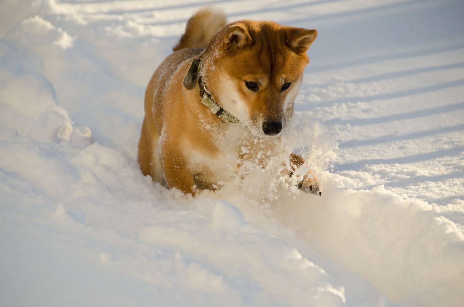 Love for Adventure (image credits: wikimedia)