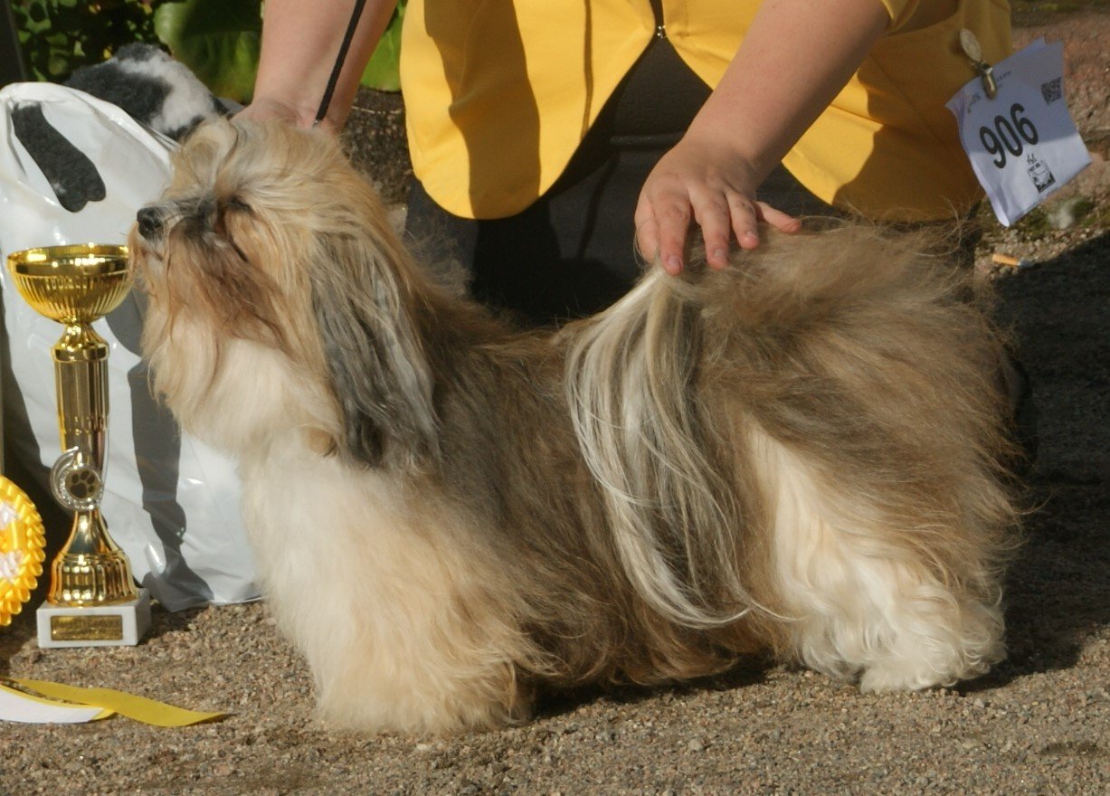 Havanese (image credits: wikimedia)