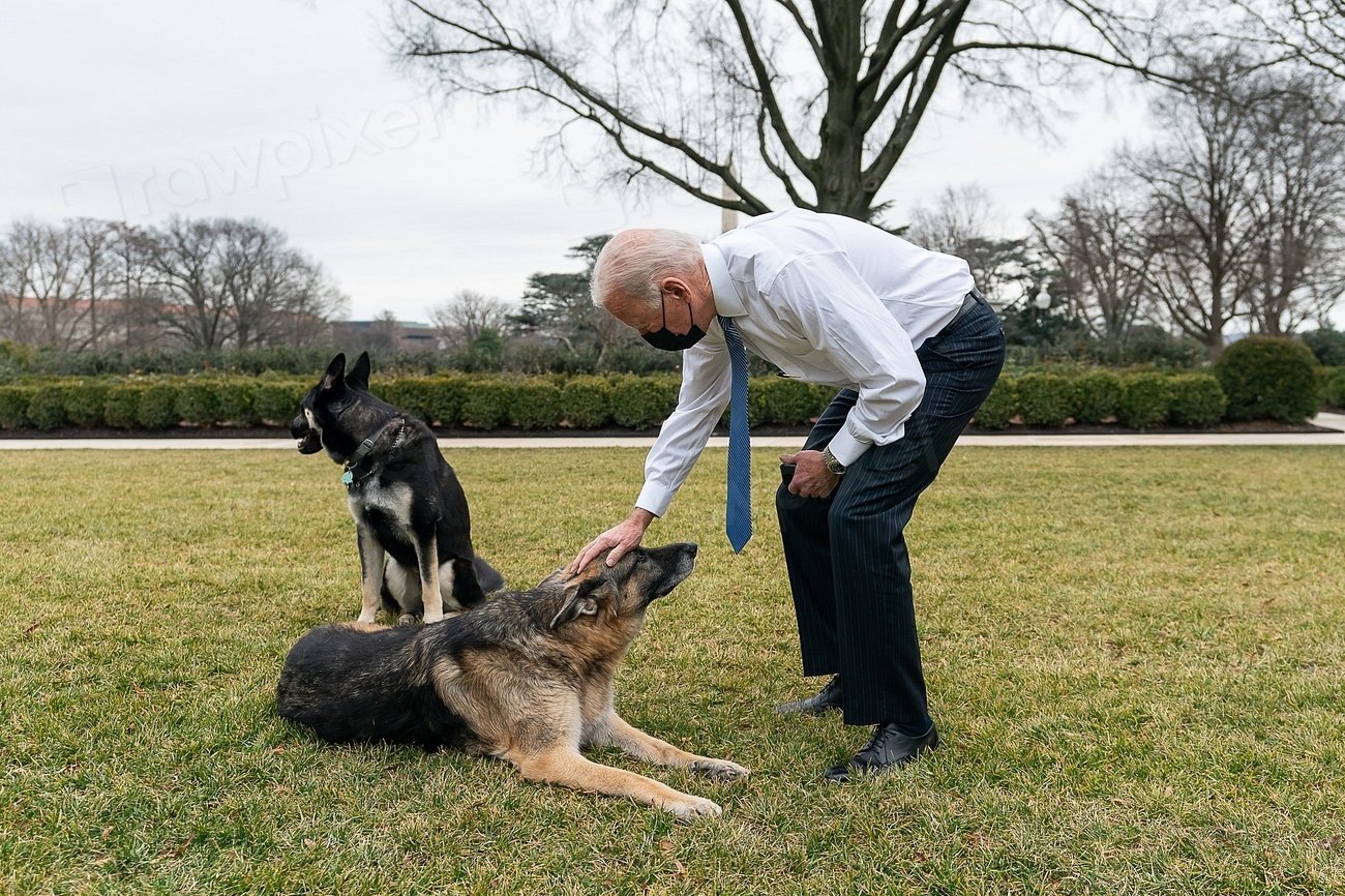 1. Your Dog Greets You Enthusiastically (image credits: rawpixel)