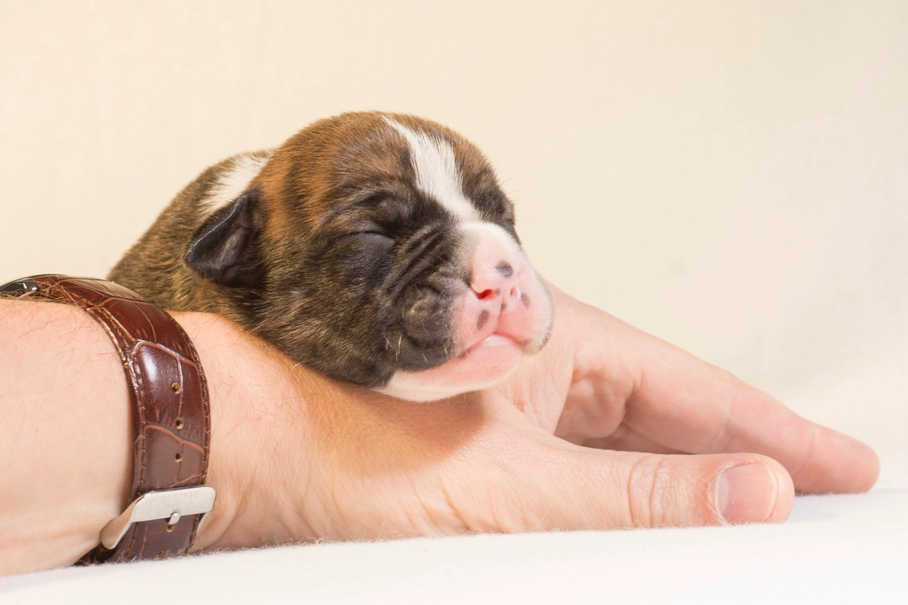 4. Your Dog Leans on You (image credits: rawpixel)