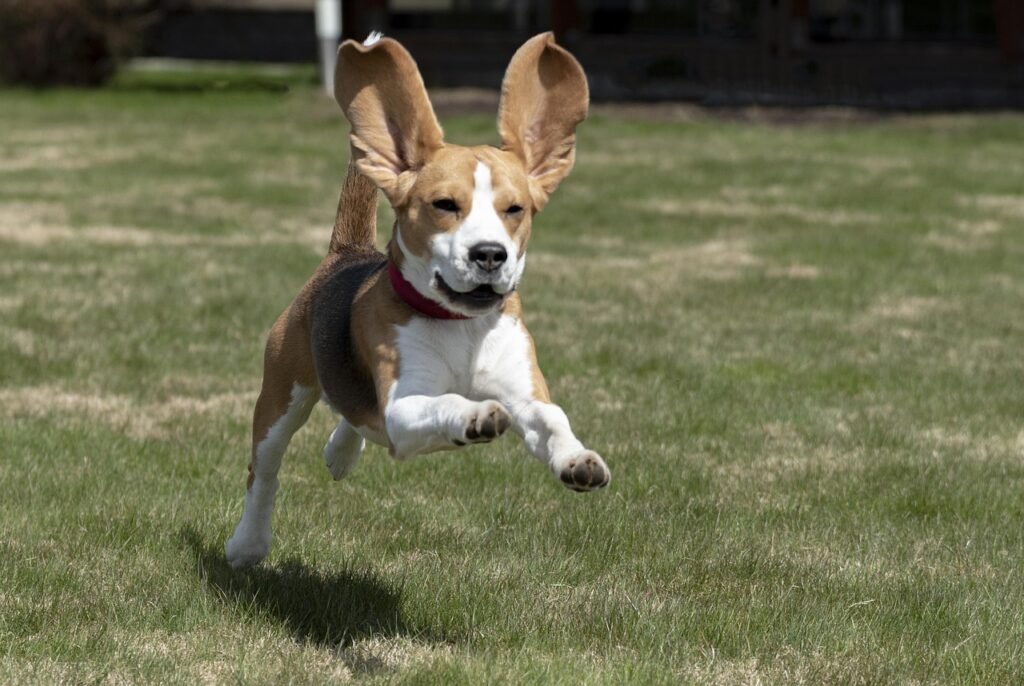 The Beagle Bounce