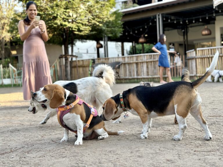 12 Beagle Behaviors That Show Their Playful Personality