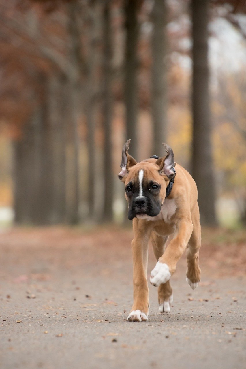 Boxer: The Playful Guardian (image credits: pixabay)