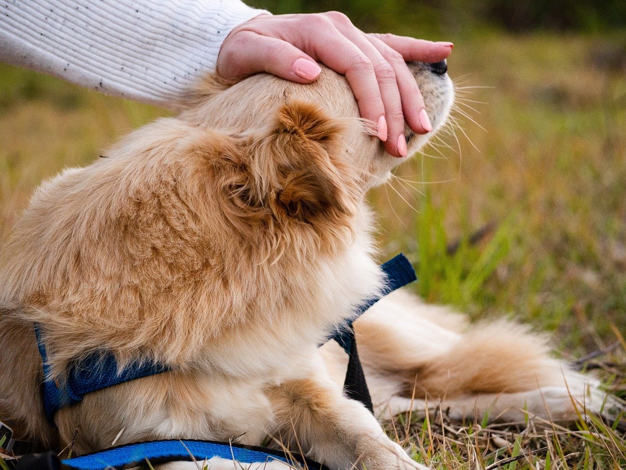 The Security of a Gentle Touch (image credits: pixabay)