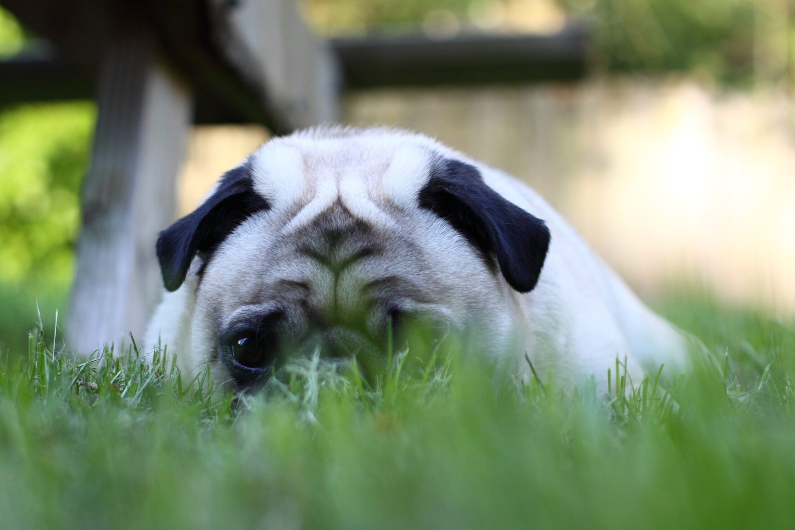4. They Experience Anxiety (image credits: wikimedia)