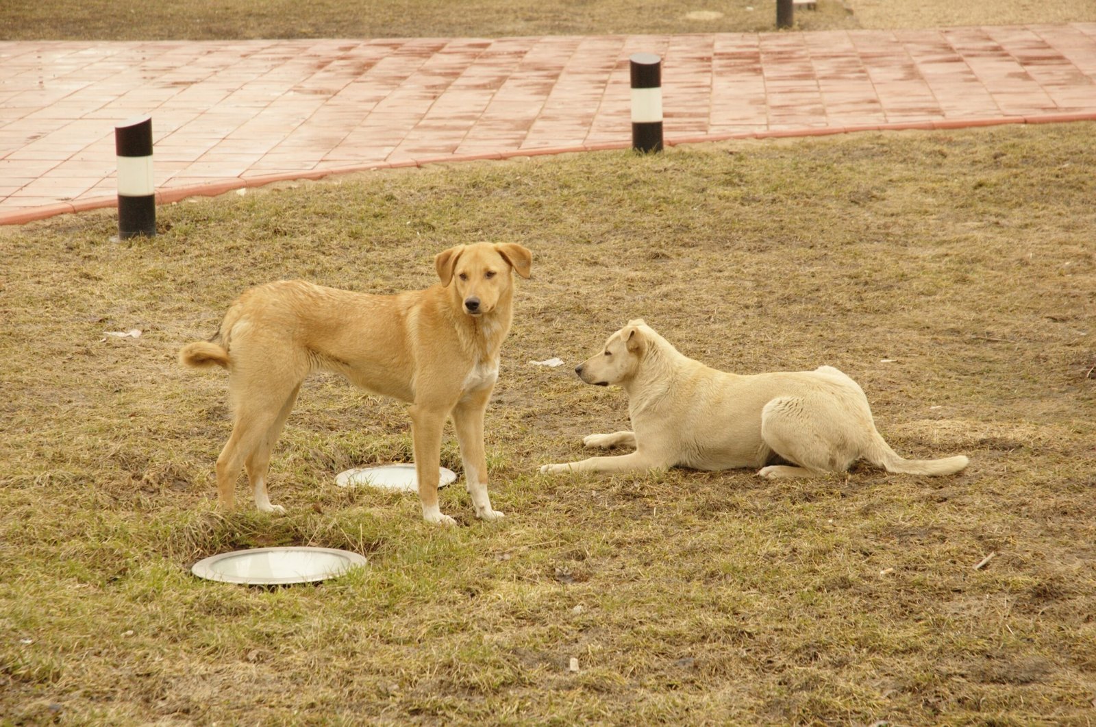 6. Jealousy Isn't Just a Human Emotion (image credits: wikimedia)